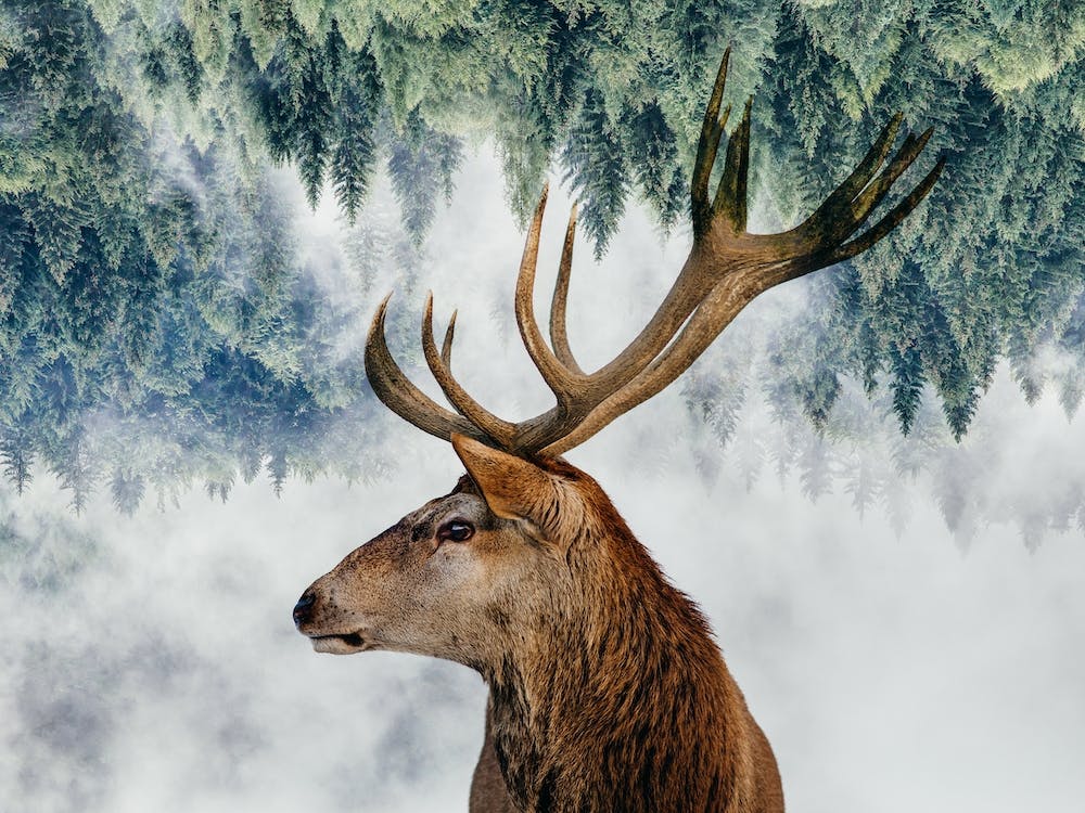 The Deer And The Woods