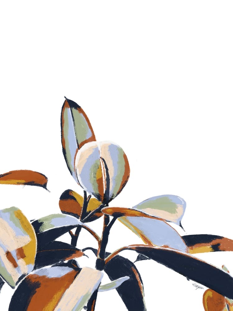 Ficus Eleastica