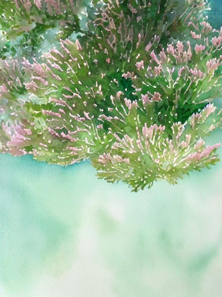 Acropora Rongelapensis Storybook Watercolour