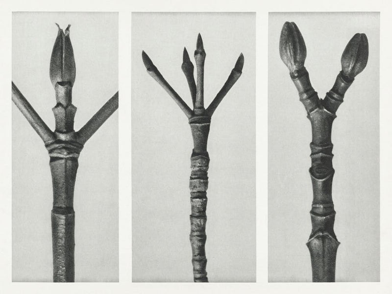 End Of Dogwood Branch , End Of Flowering Dogwood Branch And End Of Maple Tree Branch (1928) , Karl Blossfeldt