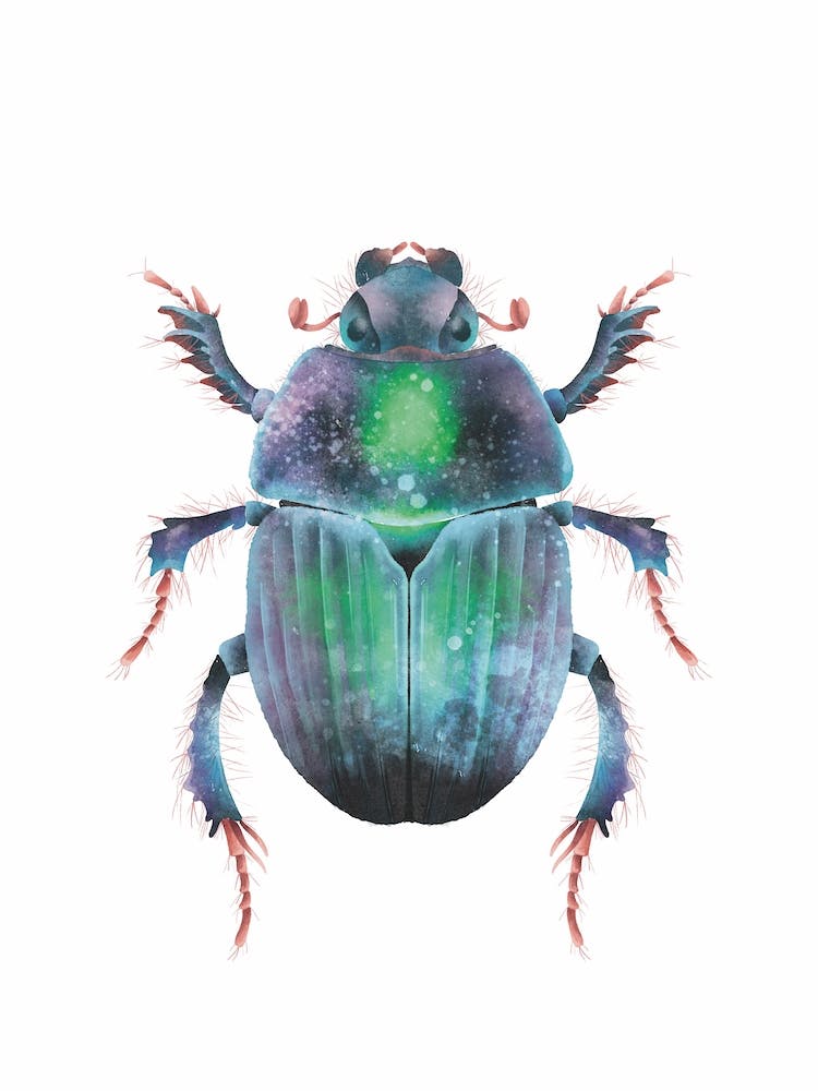 Watercolour Beetle Insect Print
