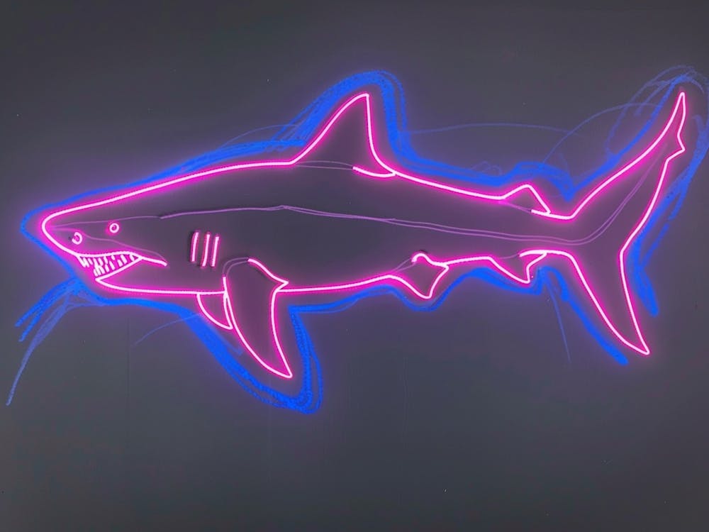 Neon Pink Nurse Shark 6