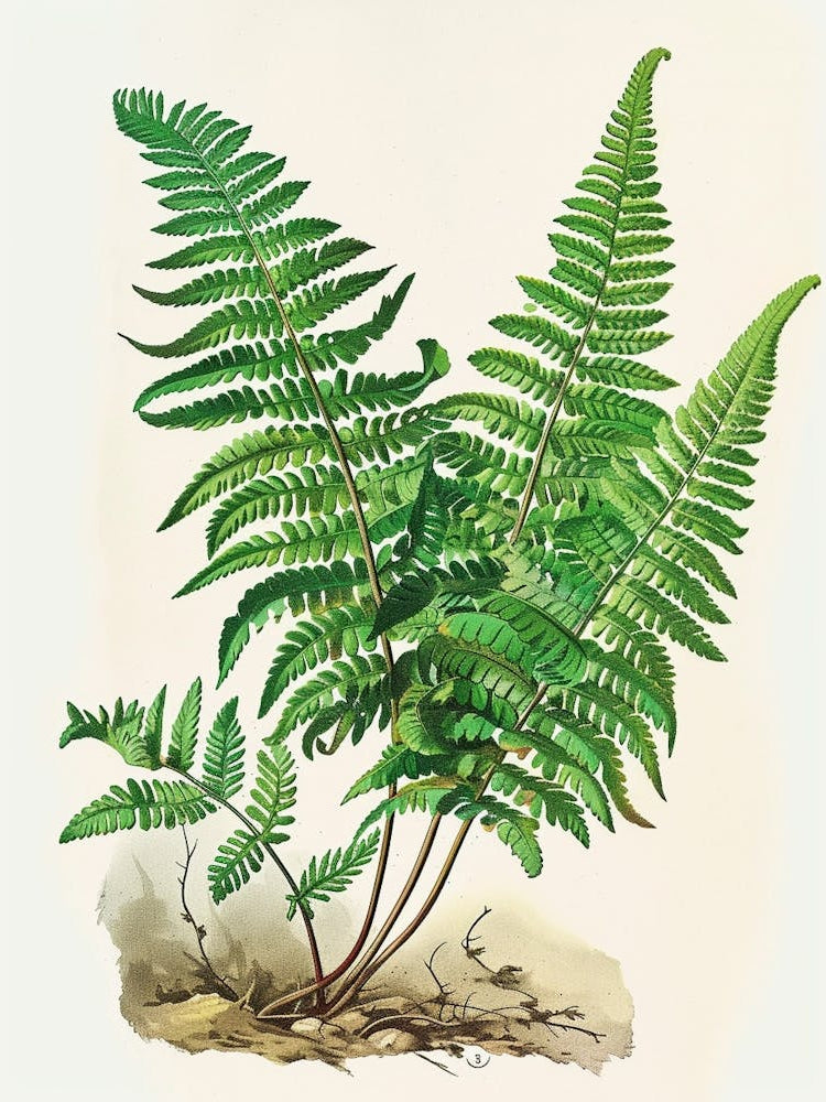 Vintage Illustration Walking Fern 1