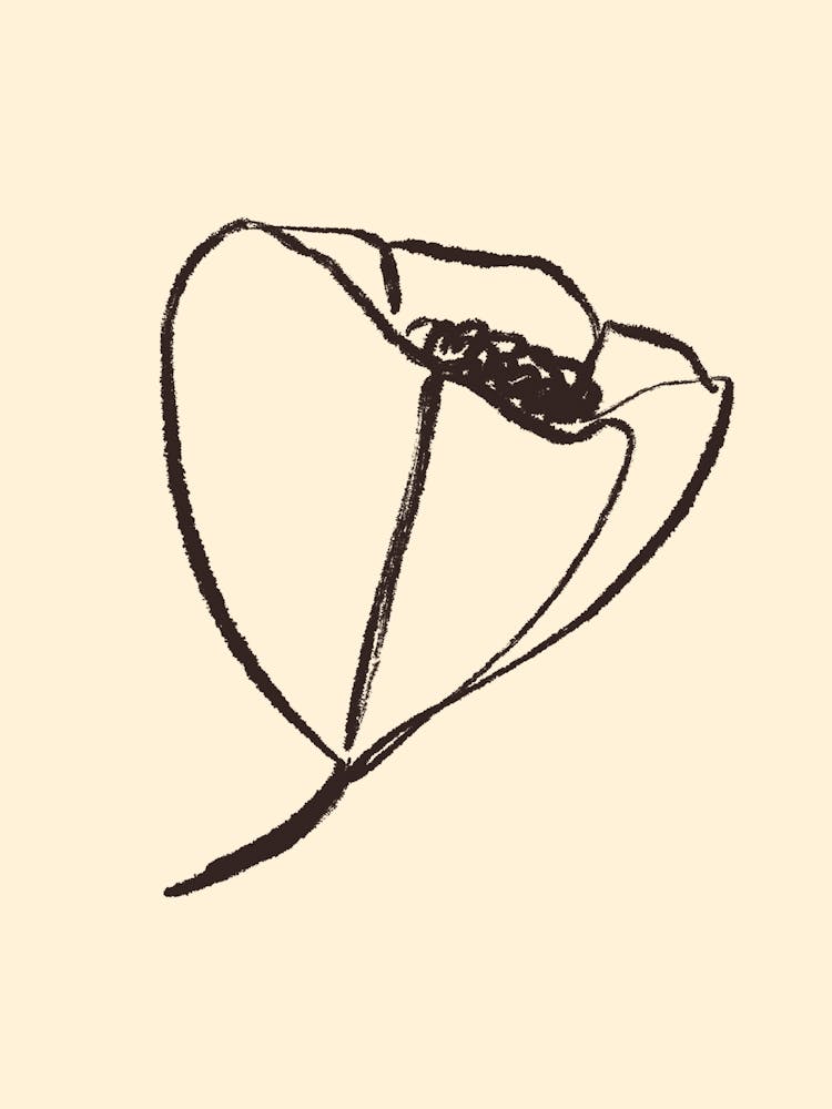 Poppy Flower 1
