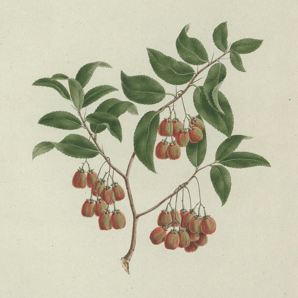 Maytenus Arguta (Loes.) N. Robson, Luigi Balugani