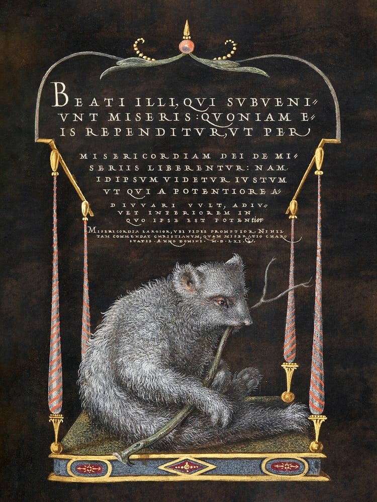 A Sloth From Mira Calligraphiae Monumenta, Joris Hoefnagel