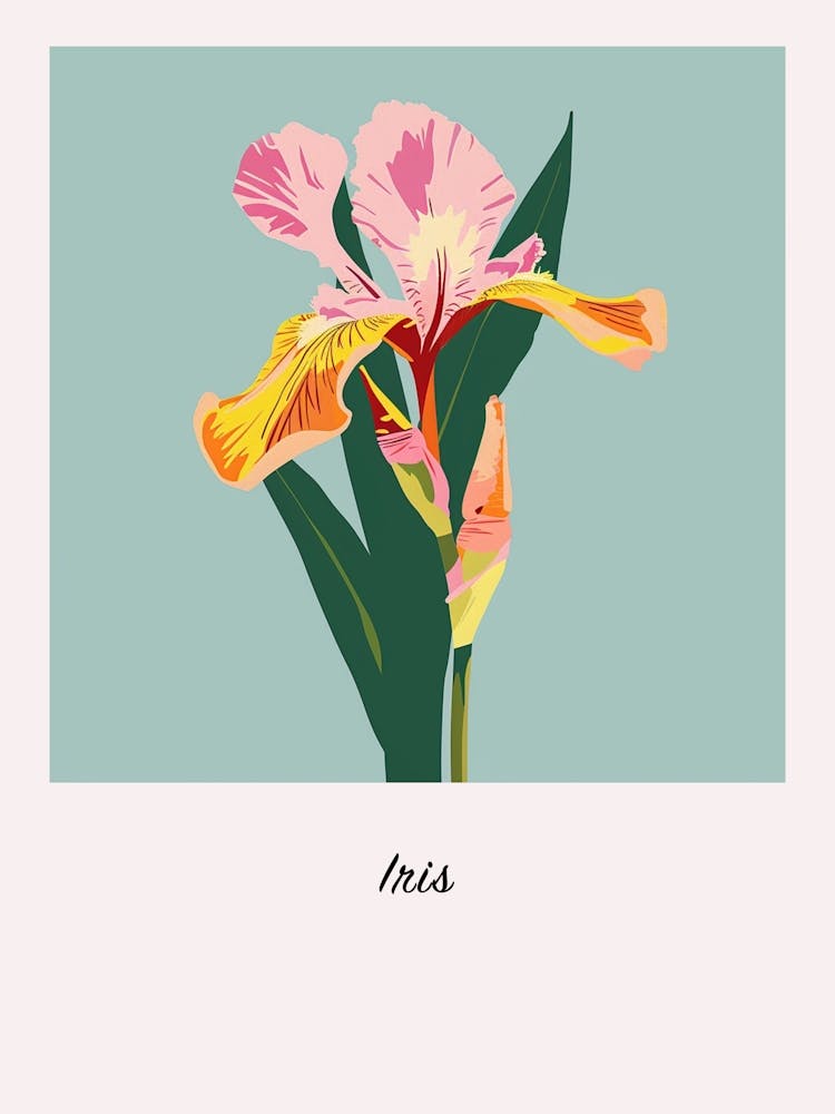 Iris 2 Square Flower Illustration Poster