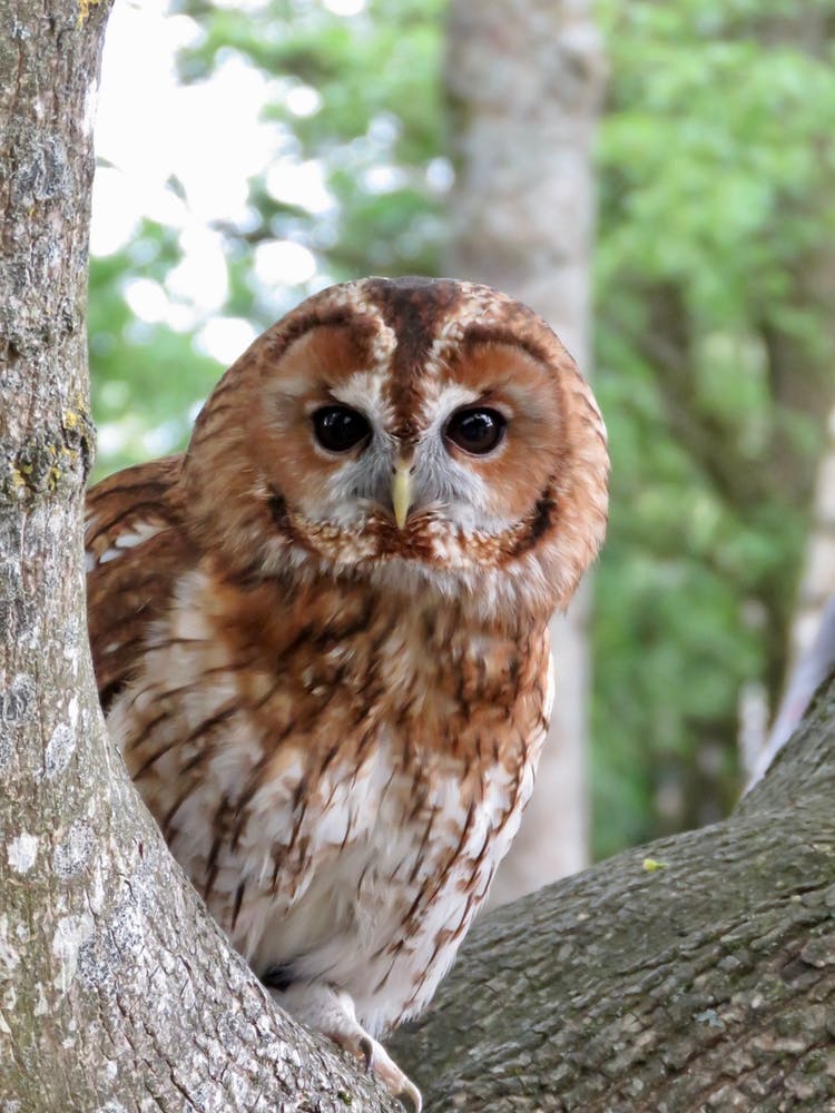 Chouette Effraie Chassant dans l'Arbre en Campagne