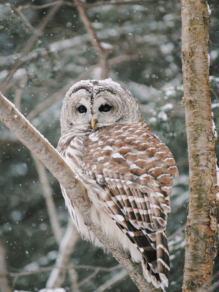 Winter Owl