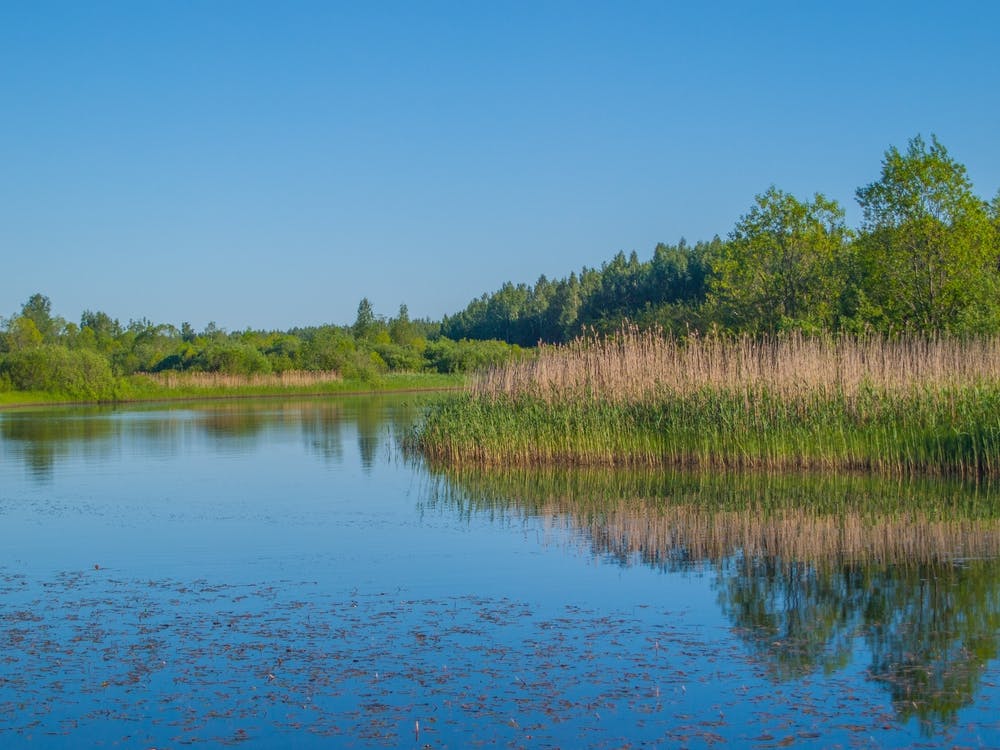 Reeds In The Water