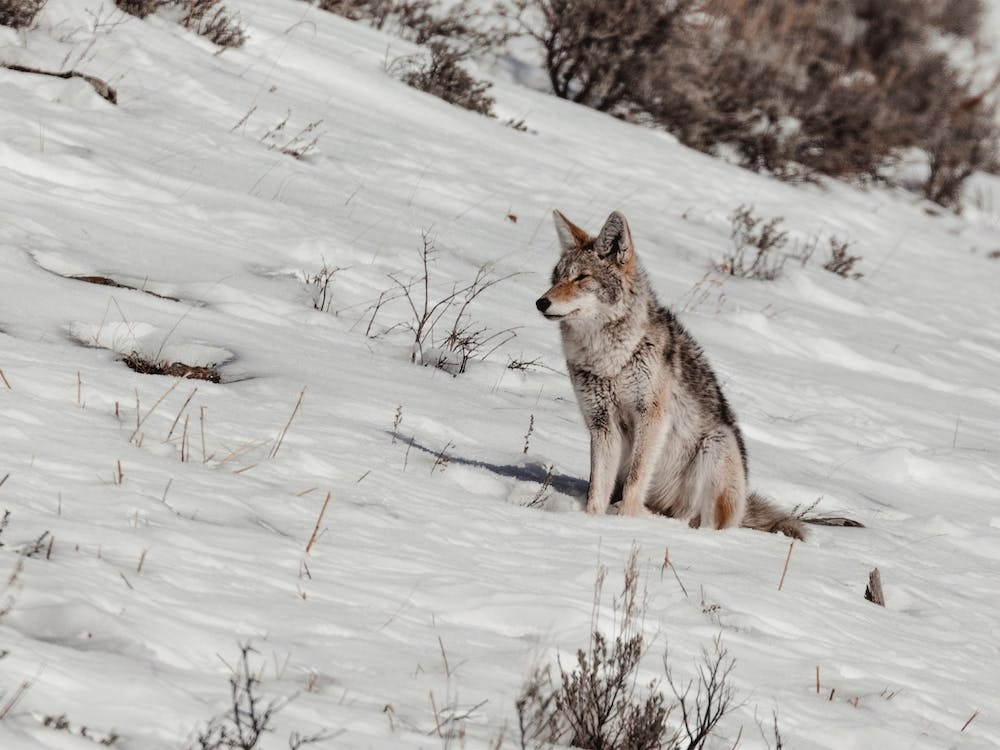 Winter Coyote Scenery