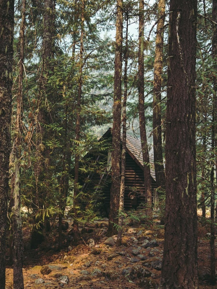 Woodland Forest Cabin