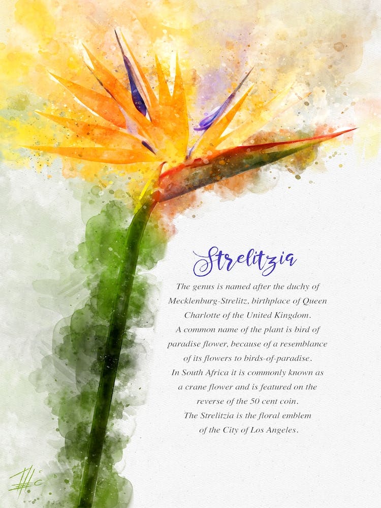 Strelitzia 1
