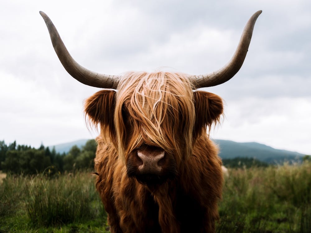 Scottish Highland Cattle 2