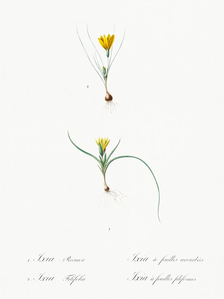 Ixia Recurva Amd Ixia Filifolia Illustration From Les Liliacées (1805), Pierre Joseph Redoute