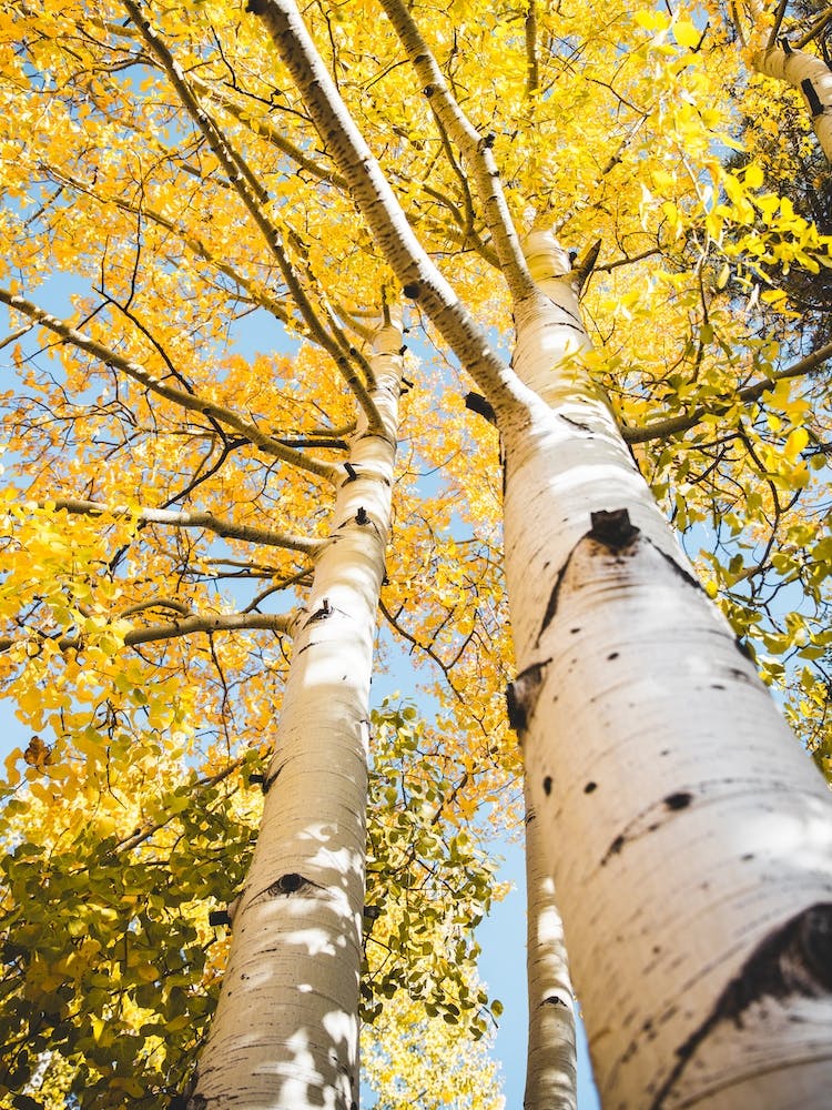 Aspen Tree Yellow Leaves