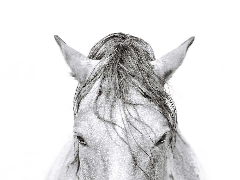 Black and White Horse's Head