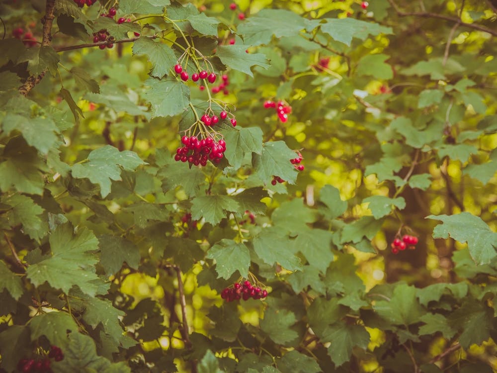 Red Berries In Summer Afternoon Moment