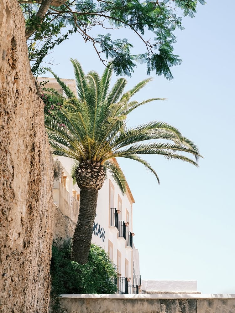 Palm tree in the street of Eivissa // Ibiza Travel Photography
