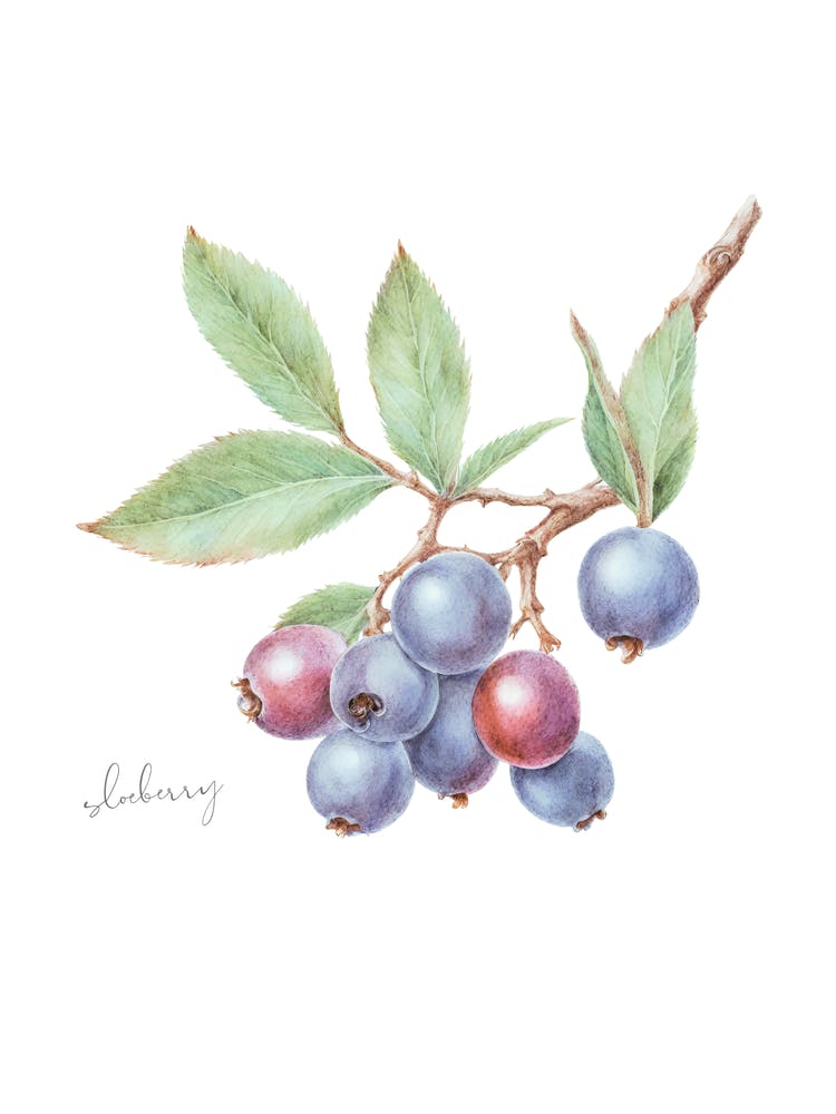 English Hedgerow Sloeberry - Botanical Wall Print Set | Floral Collection