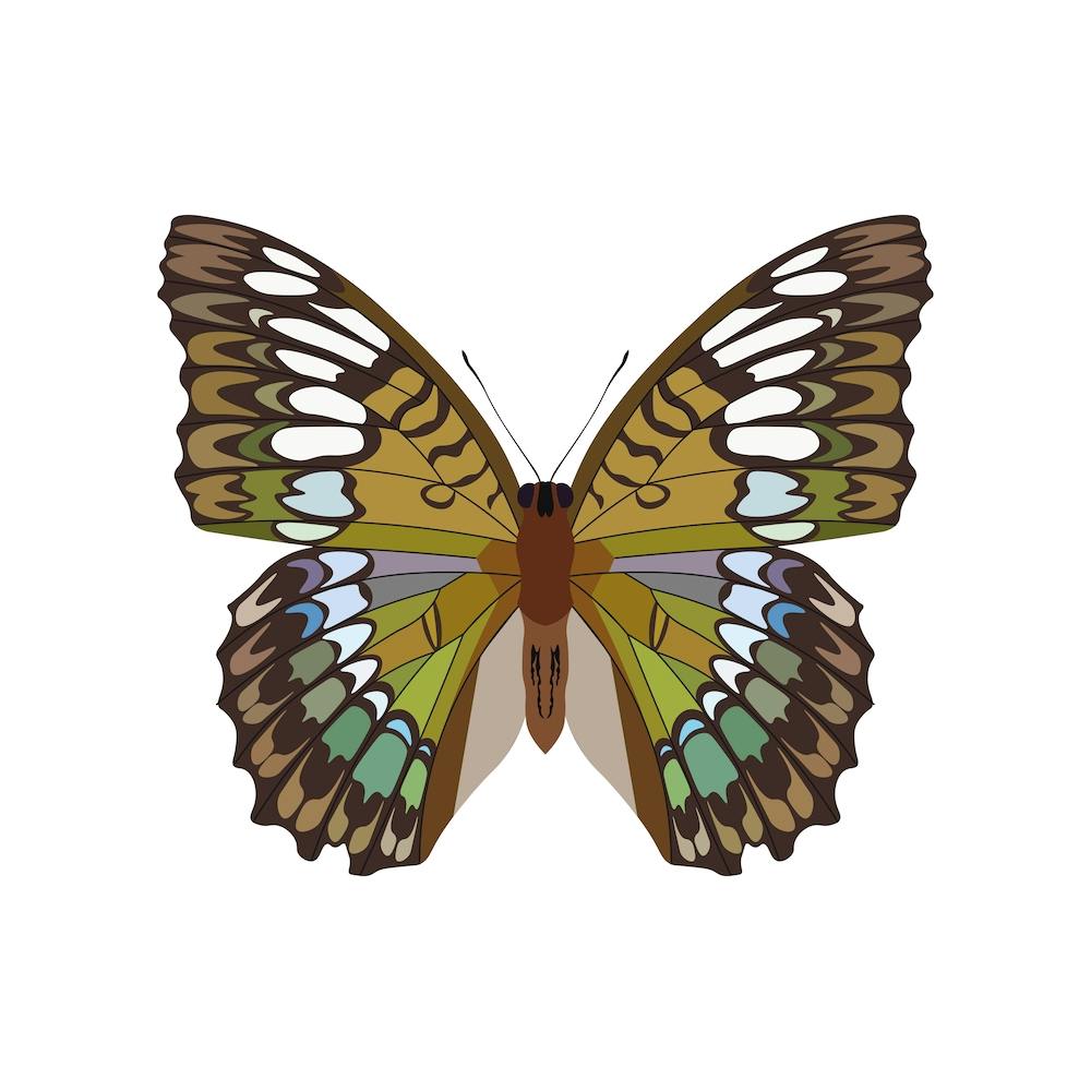 Riodinidae Butterfly Square