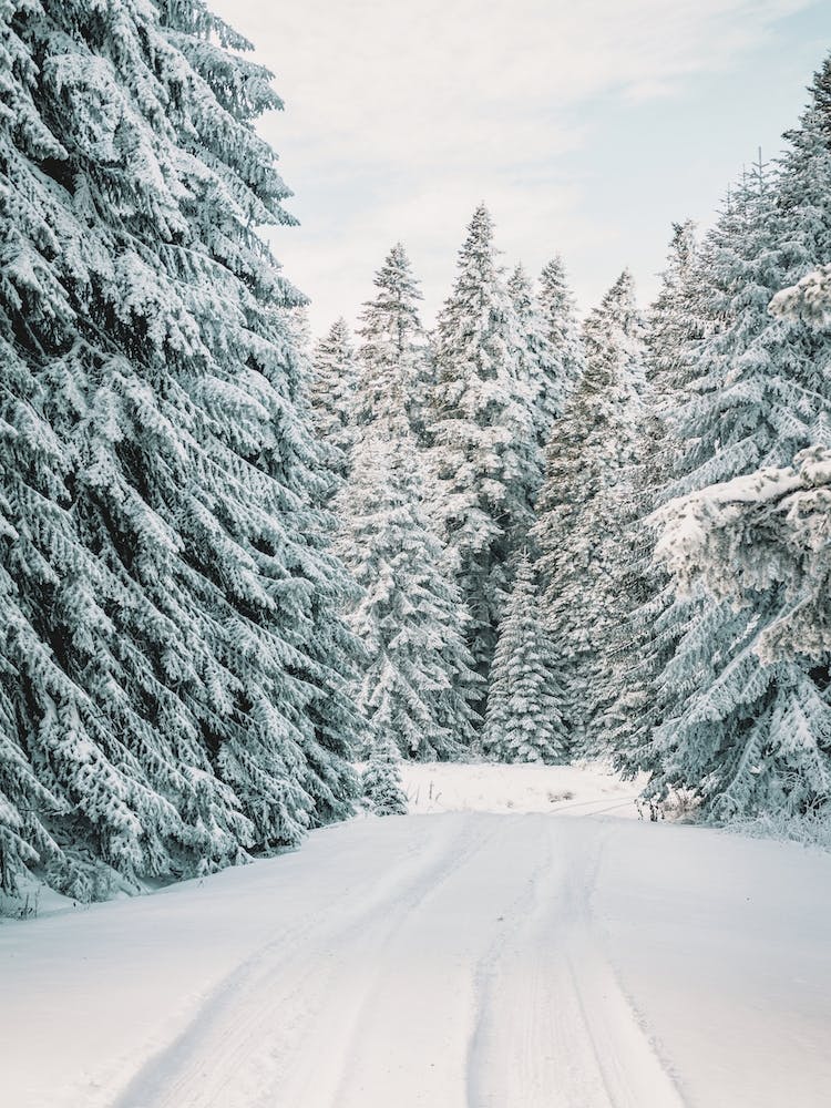 Snowmobile Trail Through Forest