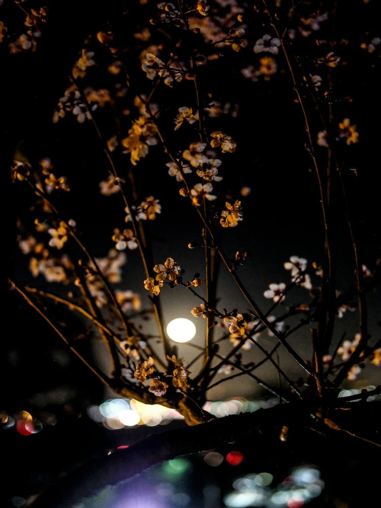 Cherry Blossoms