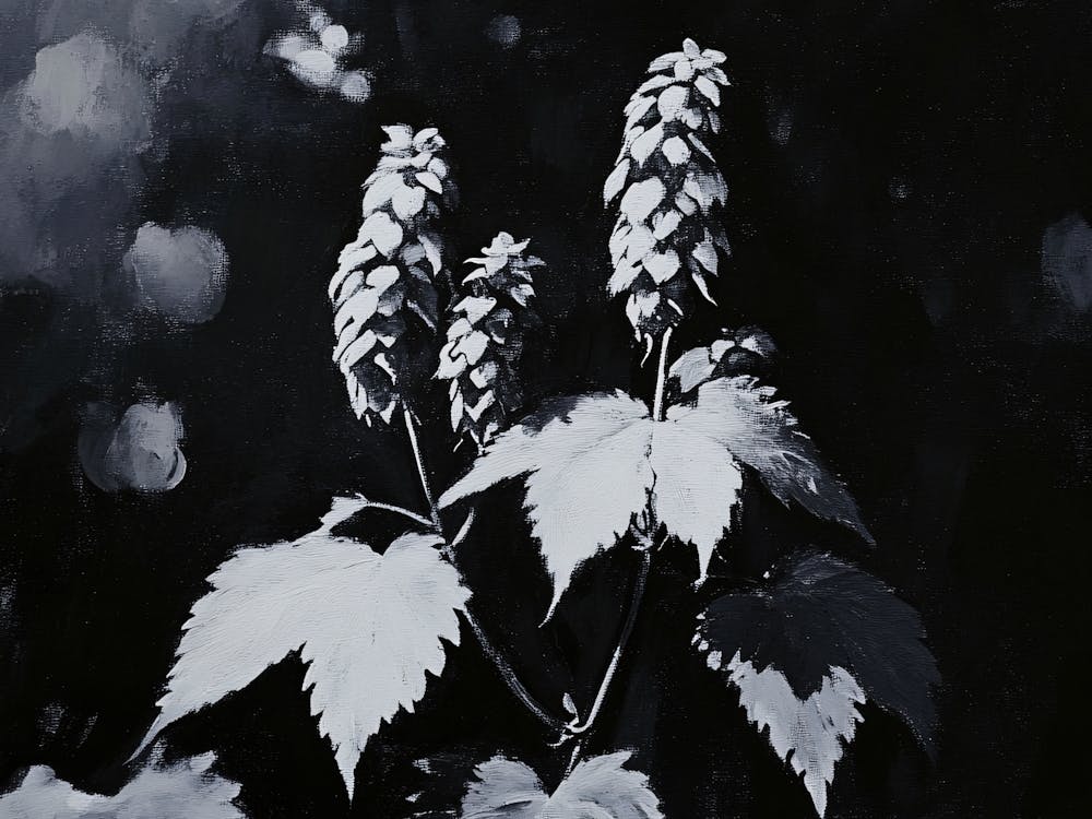 Hops for Beer Brewing Black and White