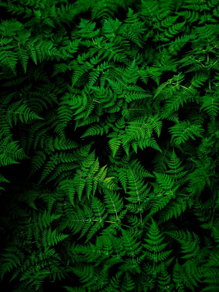 Green Ferns