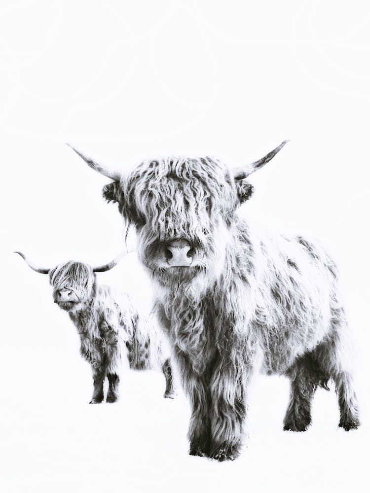 Lulu and Sarah Highland in