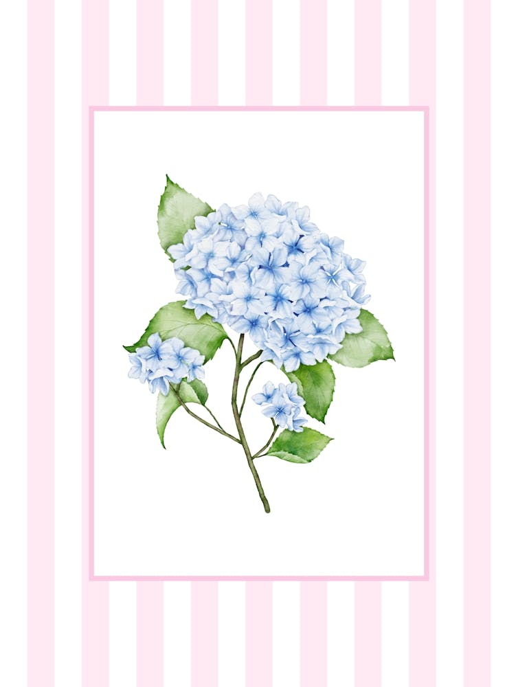 Pink And Blue Hydrangea 1