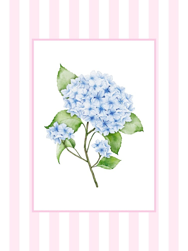 Pink And Blue Hydrangea 1