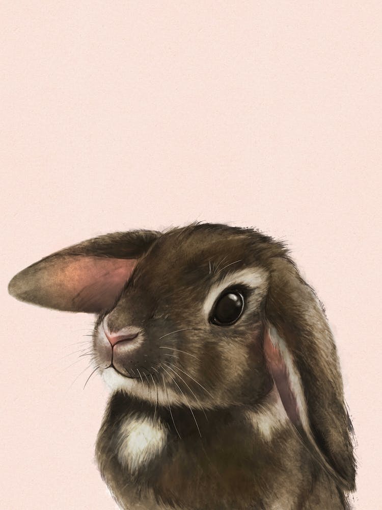 Baby Bunny