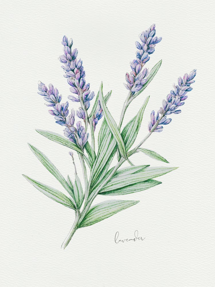 Lavender Herb Sprig - Textured Botanical Wall Print Set | Floral Collection