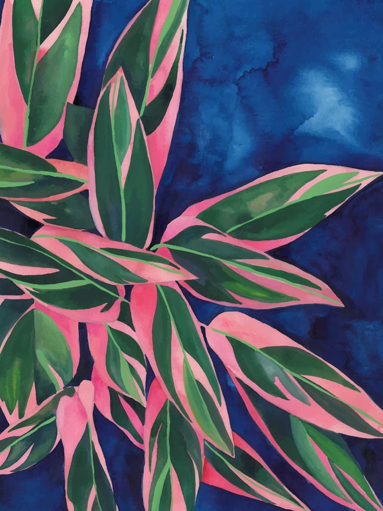 Calathea Triostar 1