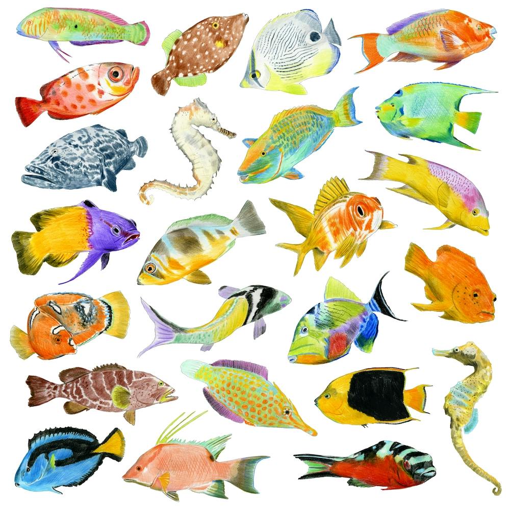 Tropical Fish Square