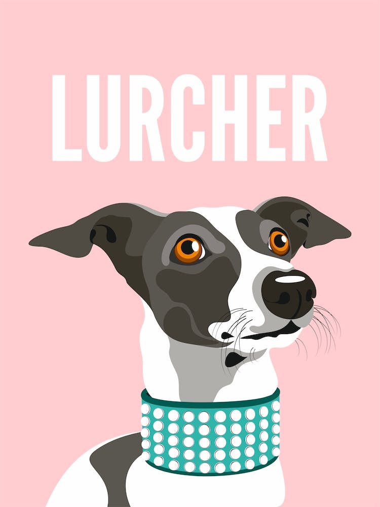 Lurcher Dog