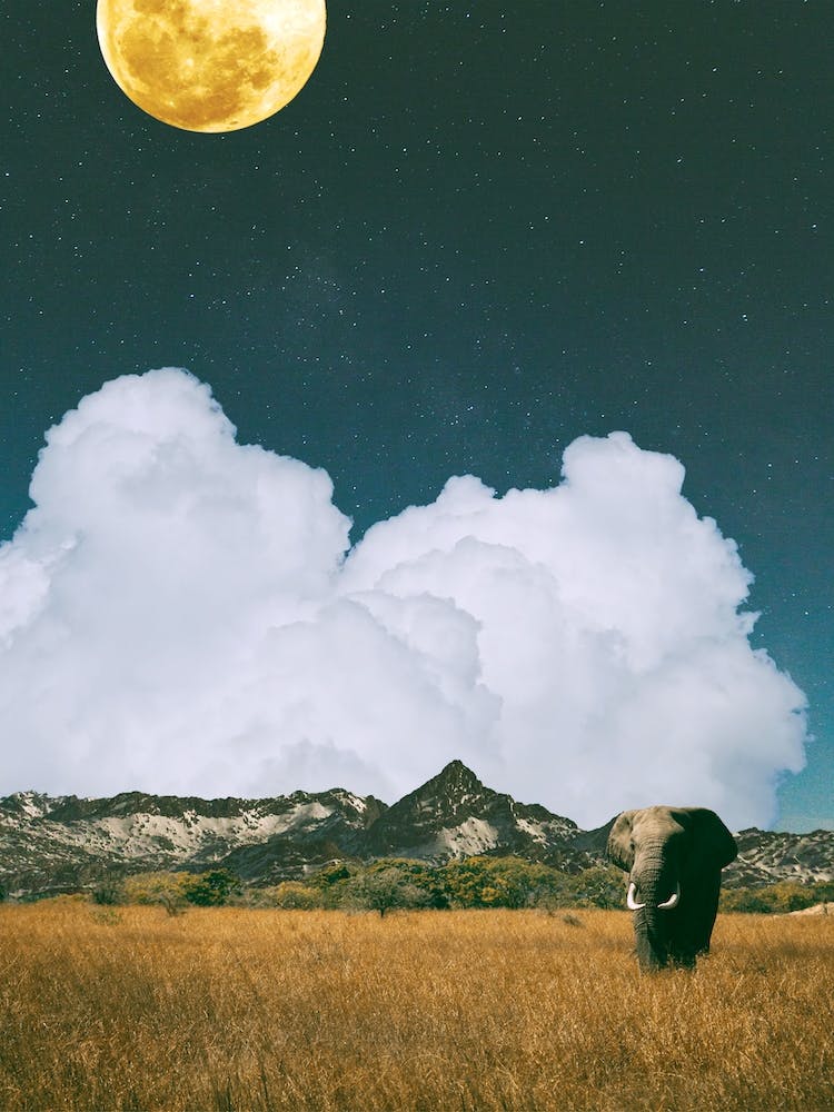 Safari
