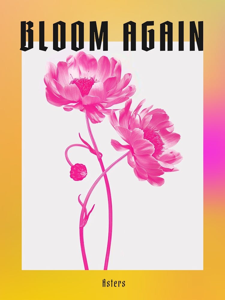 Hot Pink Asters 4 Poster