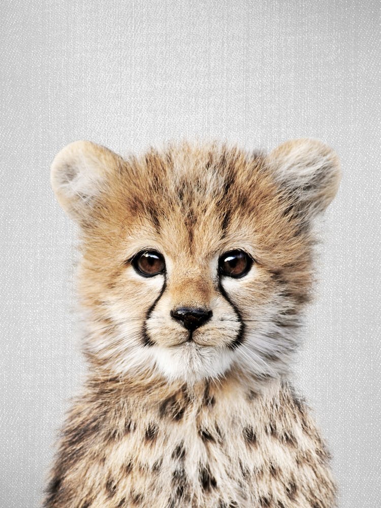 Baby Cheetah
