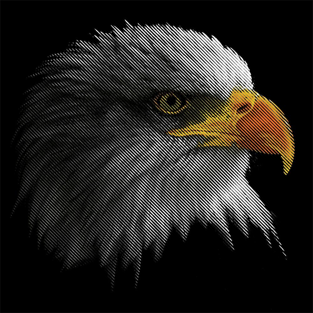 Bald Eagle in my Line Illustration