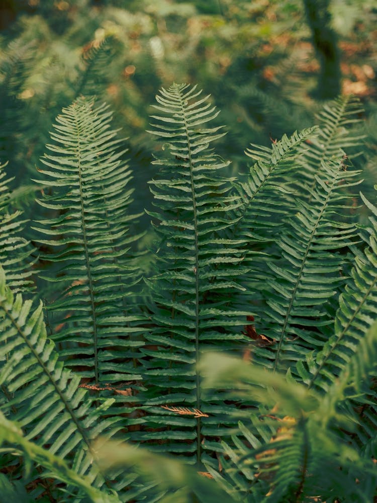 PNW Ferns