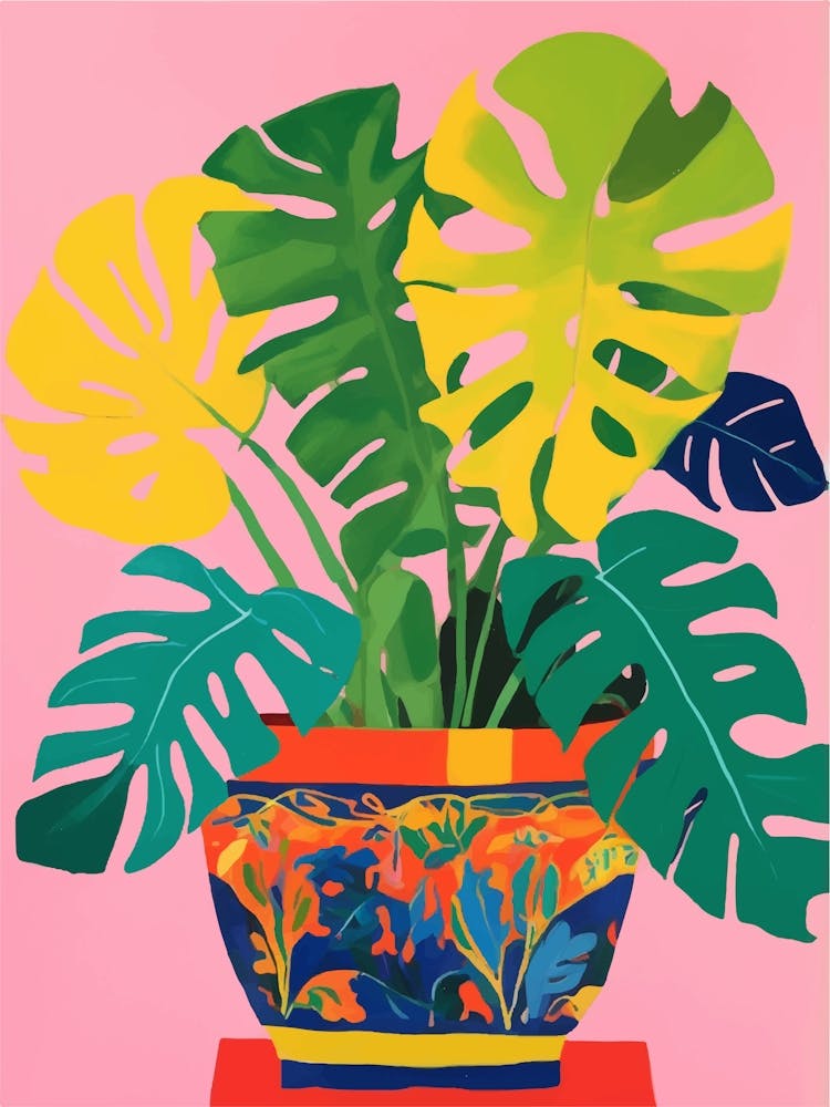 Monstera plant in a colorful pot