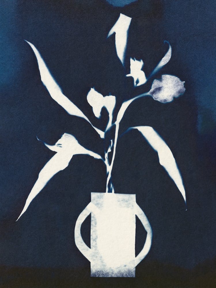 Cyanotype Still Life Studies #5