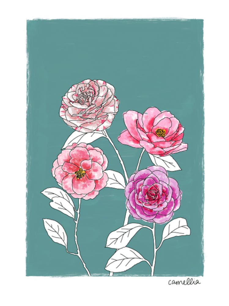 Camellias