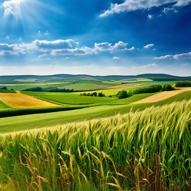Grass German Cultivate Commercial Ecology Plant Sun Day Cultivated Scene Green Flying Pa (7)