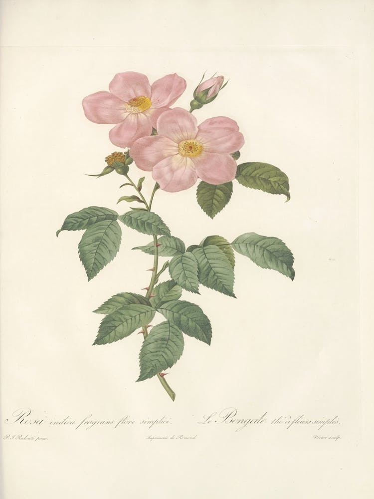 Rose Illustration, Pierre Joseph Redoute (6) 1