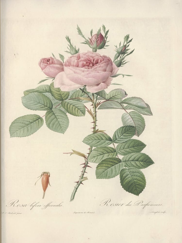 Rose Illustration, Pierre Joseph Redoute (22)