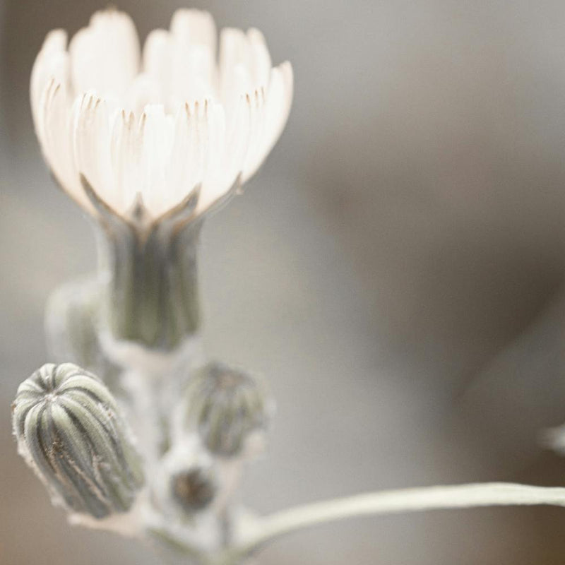 White Flower
