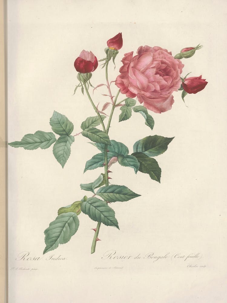 Rose illustration from Les Roses Vol.2, Pierre Joseph Redoute